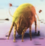 Folleto Guía Rinitis Alérgica_page3_image6