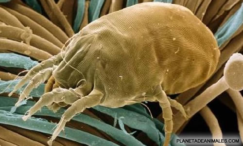 Cascaro Insect acaro7 | ALERGIA Y ASMA EN LA WEB/ALERGIAWEB