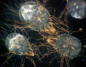 GLYCYPHAGUS DOMESTICUS