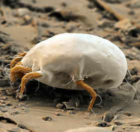 Dermatophagoides pt