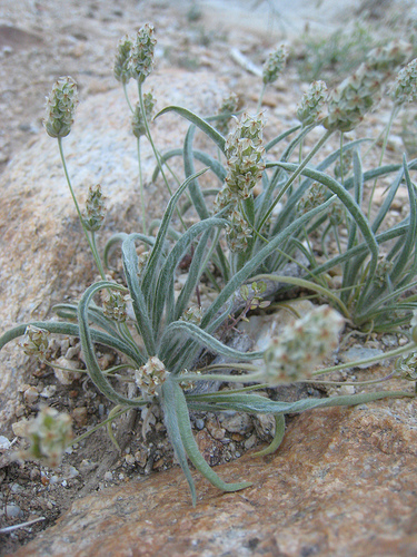 plantago