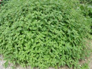 Parietaria officinalis