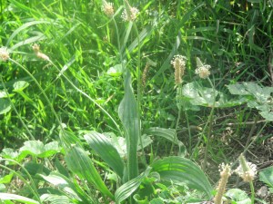 PLANTAGO