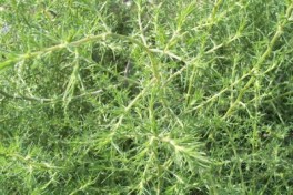 Salsola