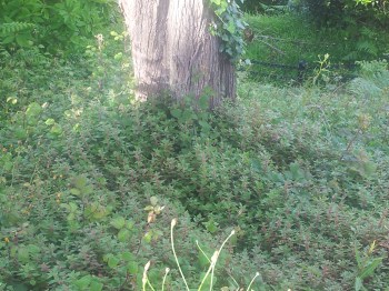parietaria floreciendo bajo los árboles