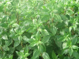 primer plano parietaria floreciendo