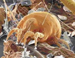DERMATOPHAGOIDES