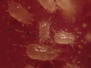 acaros con lupa