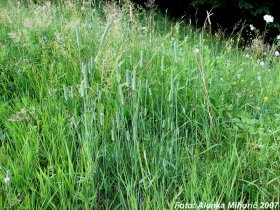 phleum_pratense