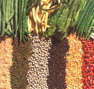 alergia a leguminosas